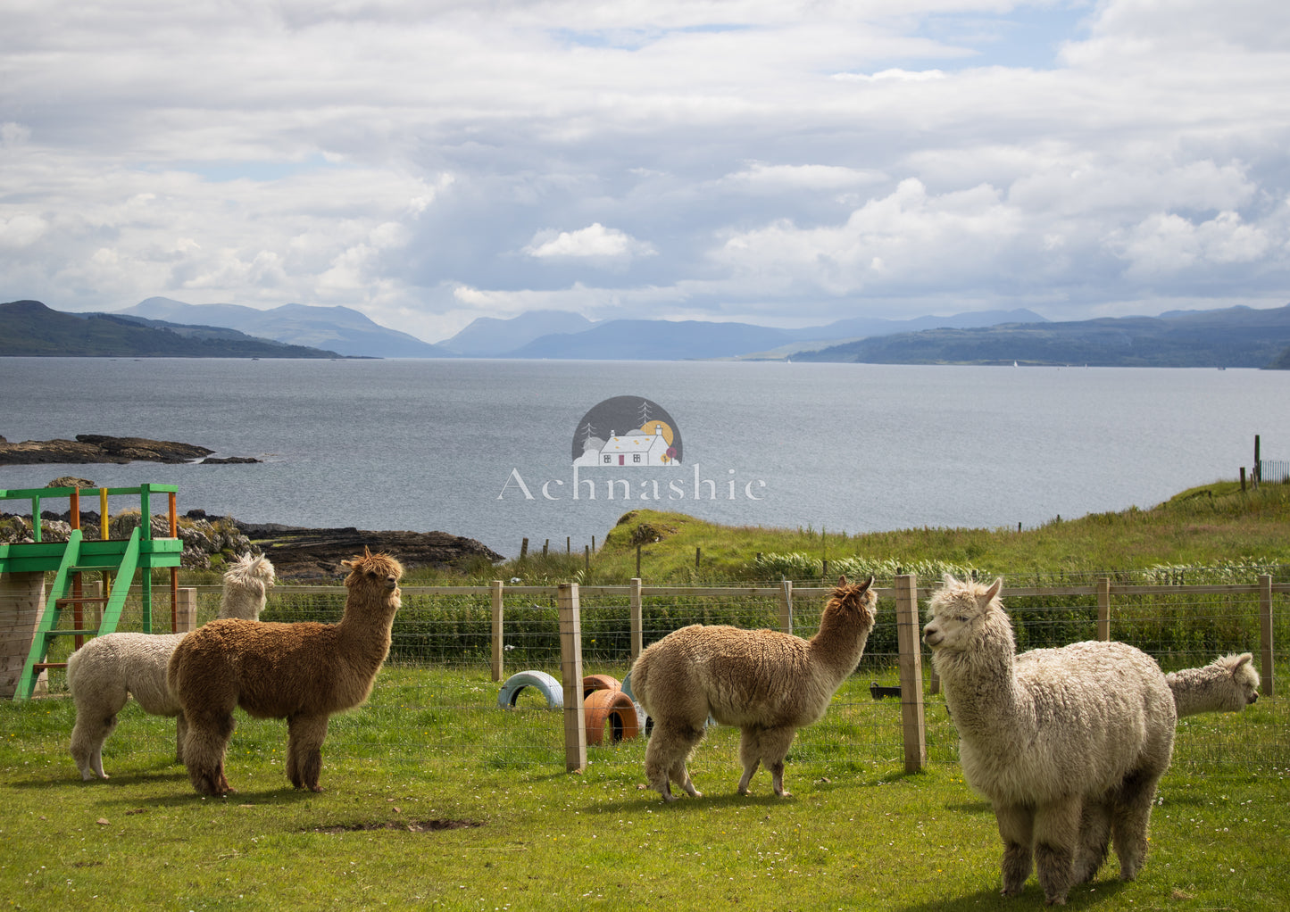 A Day at the Funny Farm? Alpaca my Lunch!
