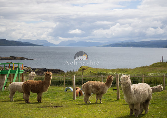 A Day at the Funny Farm? Alpaca my Lunch!