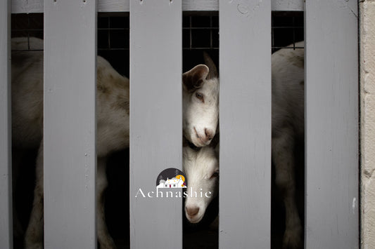 A Day at the Farm - Photo Prints